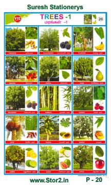 Trees - 1 - Educational Picture Chart No - 20
