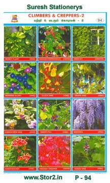 CREEPERS & CLIMBERS CHART SIZE 12X18 (INCHS) 300GSM ARTCARD