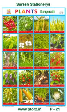 Plants - 1 - Educational Picture Chart No - 21